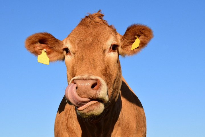 cattle mineral supplement
