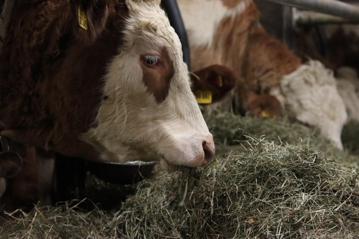 cows feed hay barn ration