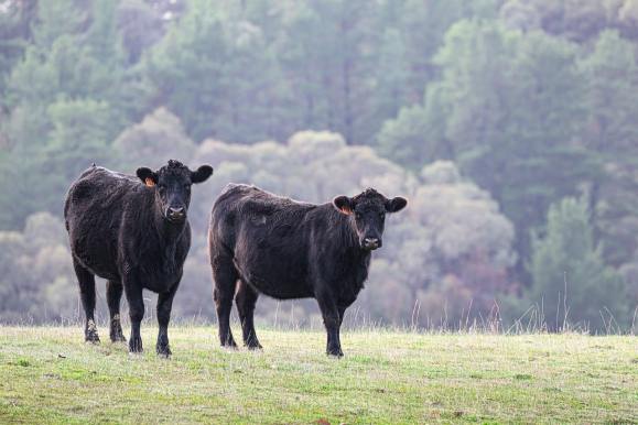 beef cattle herd field