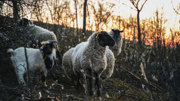 sheep goats pasture