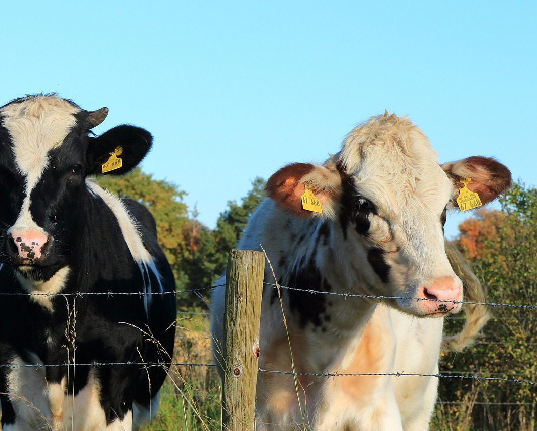 farmer consultant cows clipboard