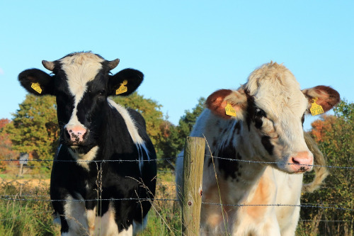 farmer consultant cows clipboard