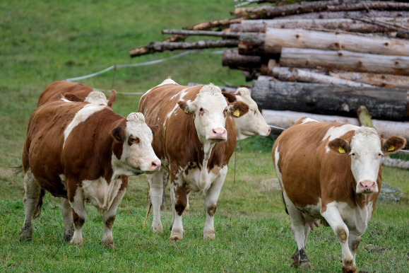 dairy cows herd pasture